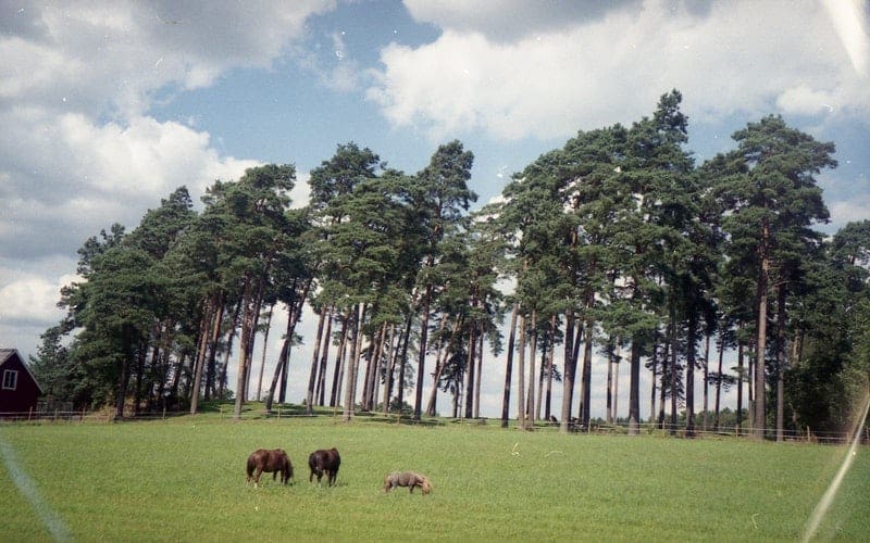 field with treeline and horses.