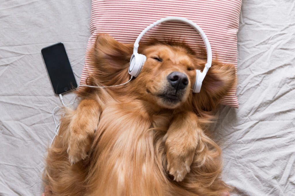 Relaxing Music For Pets